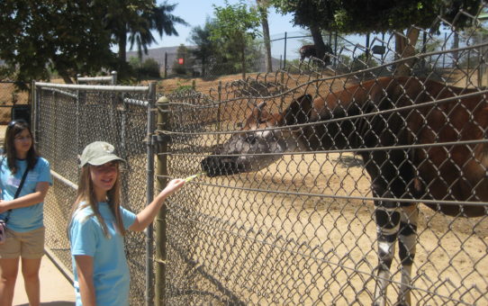 San Diego Zoo Safari Park Camp