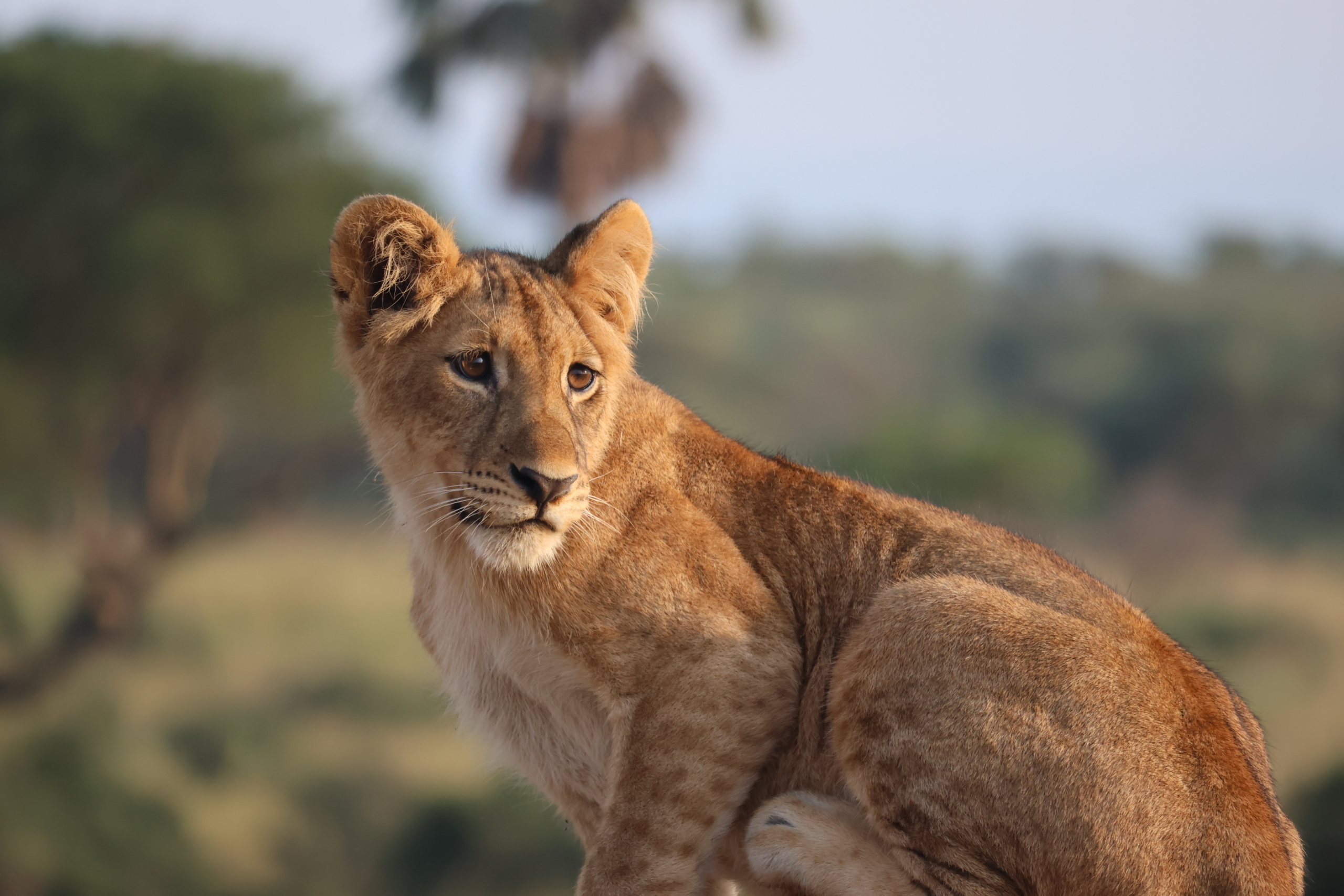 Non-Lethal Effects of Poaching on Lions